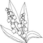 Raskrasil.com-Coloring-Pages-Lily-of-the-Valley-38