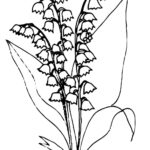 Raskrasil.com-Coloring-Pages-Lily-of-the-Valley-43