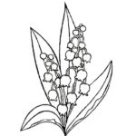 Raskrasil.com-Coloring-Pages-Lily-of-the-Valley-44