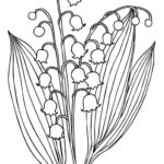Raskrasil.com-Coloring-Pages-Lily-of-the-Valley-45
