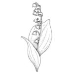 Raskrasil.com-Coloring-Pages-Lily-of-the-Valley-46