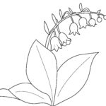 Raskrasil.com-Coloring-Pages-Lily-of-the-Valley-50