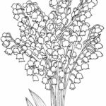 Raskrasil.com-Coloring-Pages-Lily-of-the-Valley-57