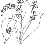 Raskrasil.com-Coloring-Pages-Lily-of-the-Valley-61
