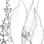 Raskrasil.com-Coloring-Pages-Lily-of-the-Valley-66