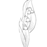 Raskrasil.com-Coloring-Pages-Lily-of-the-Valley-7
