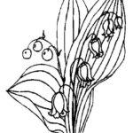 Raskrasil.com-Coloring-Pages-Lily-of-the-Valley-75