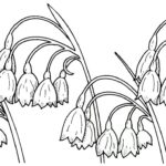 Raskrasil.com-Coloring-Pages-Lily-of-the-Valley-76