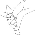 Raskrasil.com-Coloring-Pages-Lily-of-the-Valley-77