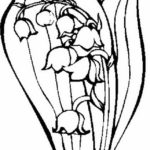 Raskrasil.com-Coloring-Pages-Lily-of-the-Valley-83