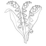 Raskrasil.com-Coloring-Pages-Lily-of-the-Valley-84