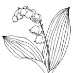 Raskrasil.com-Coloring-Pages-Lily-of-the-Valley-85