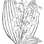 Raskrasil.com-Coloring-Pages-Lily-of-the-Valley-86