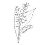 Raskrasil.com-Coloring-Pages-Lily-of-the-Valley-87