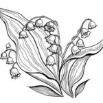 Raskrasil.com-Coloring-Pages-Lily-of-the-Valley-90