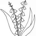 Raskrasil.com-Coloring-Pages-Lily-of-the-Valley-95