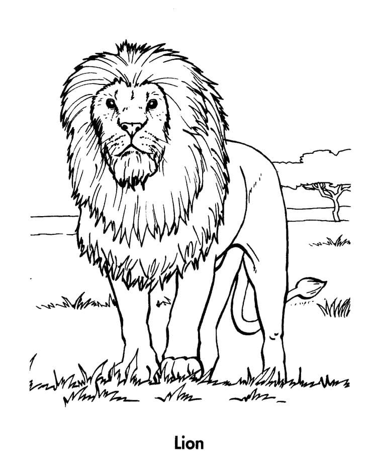 Raskrasil.com-Coloring-Pages-Lion-110