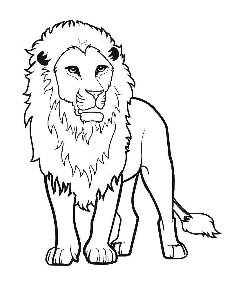 Raskrasil.com-Coloring-Pages-Lion-118