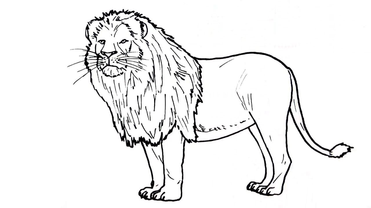 Raskrasil.com-Coloring-Pages-Lion-29