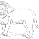 Raskrasil.com-Coloring-Pages-Lion-3
