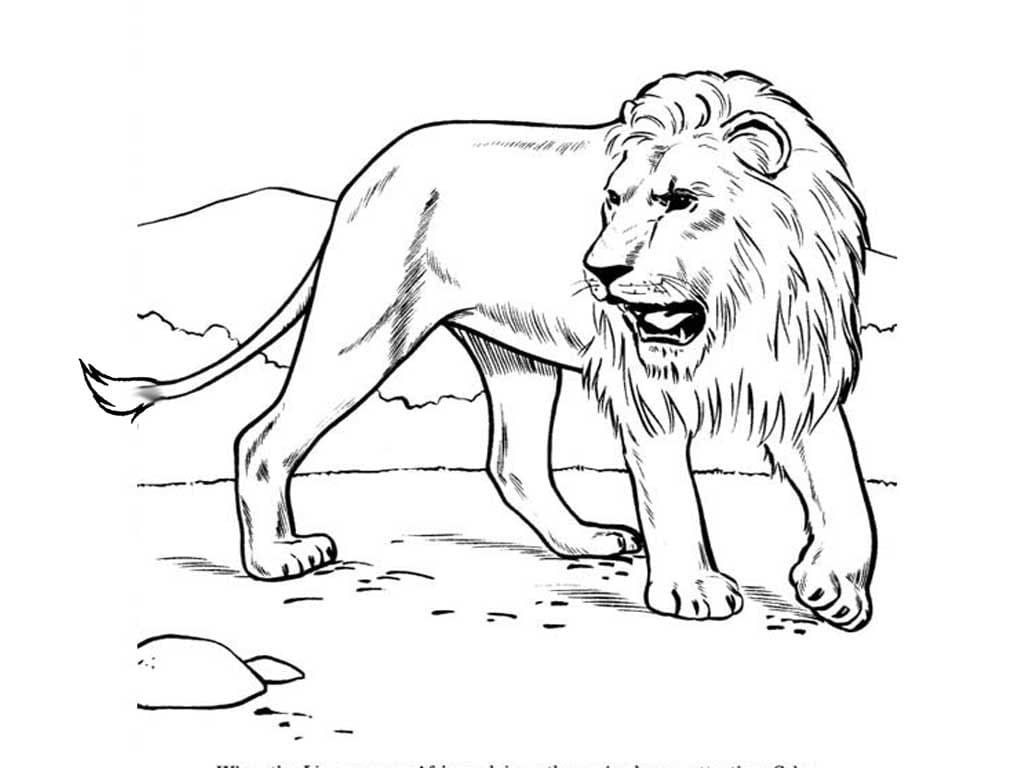 Raskrasil.com-Coloring-Pages-Lion-37