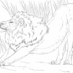Raskrasil.com-Coloring-Pages-Lion-55