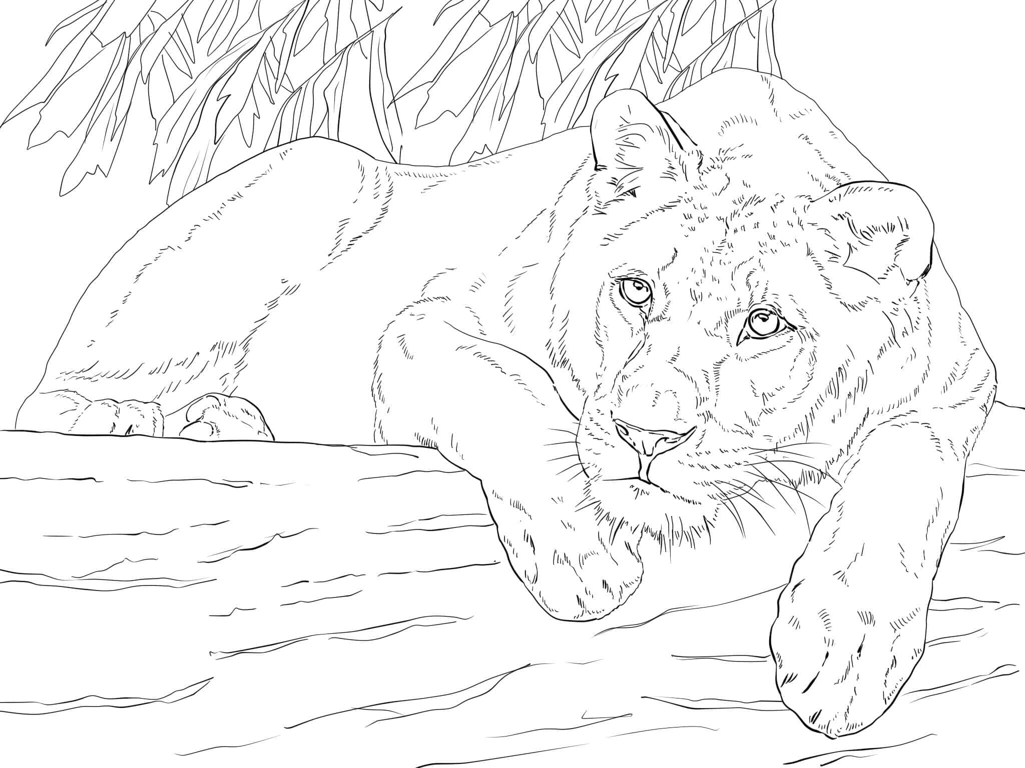 Raskrasil.com-Coloring-Pages-Lion-67