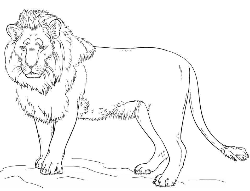 Raskrasil.com-Coloring-Pages-Lion-95
