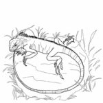 Raskrasil.com-Coloring-Pages-Lizard-101