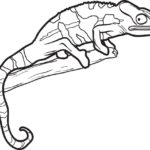 Raskrasil.com-Coloring-Pages-Lizard-15