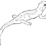 Raskrasil.com-Coloring-Pages-Lizard-16