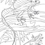 Raskrasil.com-Coloring-Pages-Lizard-18