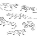 Raskrasil.com-Coloring-Pages-Lizard-19