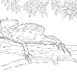 Raskrasil.com-Coloring-Pages-Lizard-23
