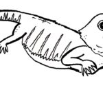 Raskrasil.com-Coloring-Pages-Lizard-24