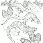 Raskrasil.com-Coloring-Pages-Lizard-30
