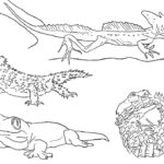 Raskrasil.com-Coloring-Pages-Lizard-34