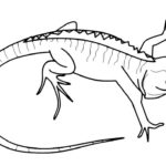 Raskrasil.com-Coloring-Pages-Lizard-39