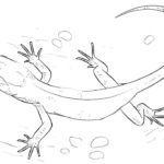 Raskrasil.com-Coloring-Pages-Lizard-40