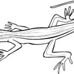 Raskrasil.com-Coloring-Pages-Lizard-41