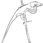 Raskrasil.com-Coloring-Pages-Lizard-42