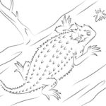 Raskrasil.com-Coloring-Pages-Lizard-44