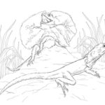 Raskrasil.com-Coloring-Pages-Lizard-45