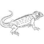 Raskrasil.com-Coloring-Pages-Lizard-47