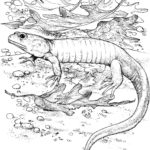 Raskrasil.com-Coloring-Pages-Lizard-5