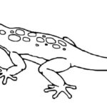 Raskrasil.com-Coloring-Pages-Lizard-58