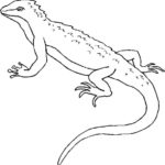 Raskrasil.com-Coloring-Pages-Lizard-6
