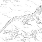 Raskrasil.com-Coloring-Pages-Lizard-67