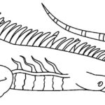 Raskrasil.com-Coloring-Pages-Lizard-68