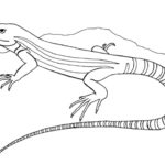 Raskrasil.com-Coloring-Pages-Lizard-69
